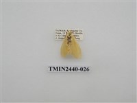 藏品(巨橙苔蛾)的圖片